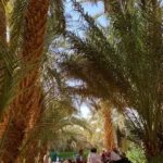 Discover Ghardaia TIMIMOUN by Analygital.com 6f07cf09 - Discover Ghardaia (by Analygital.com)