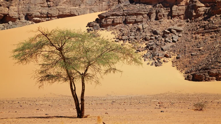 Discover Ghardaia - Djanet - Tassili n’Ajjer - by Analygital.com 4076d94c