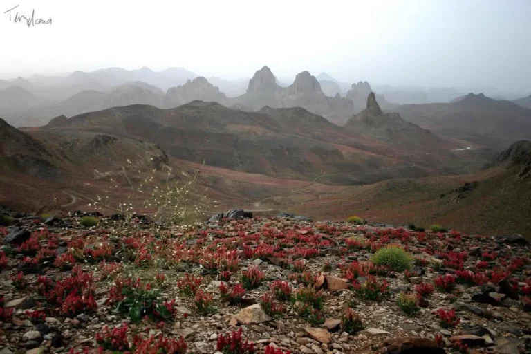 Discover Ghardaia - Tamanrasset - Assekrem - by Analygital.com 51ab0815